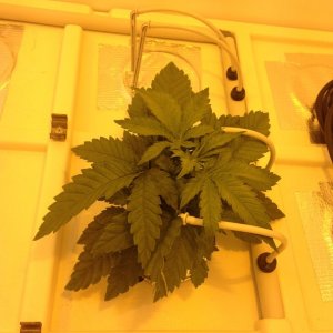 White Widow - 2 Plants in Producer Grow Box