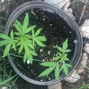 Outdoor grow update