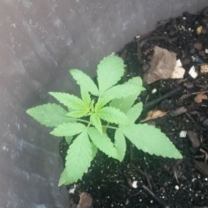 Outdoor grow update