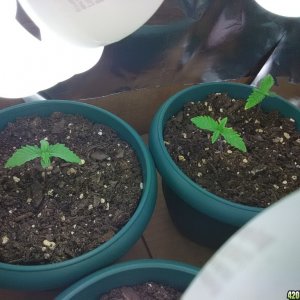 First Grow - Week 1