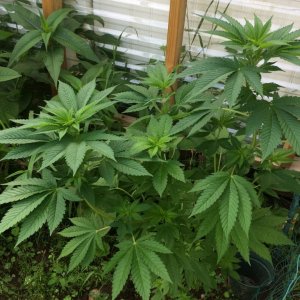 Massachusetts outdoor grow