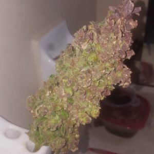 White cheese auto with purple color