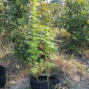 9-4-17 Outdoor grow update