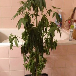 Droopy plant (underwatered)