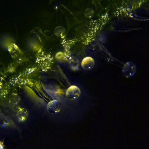 cannabis resin glands at 20x