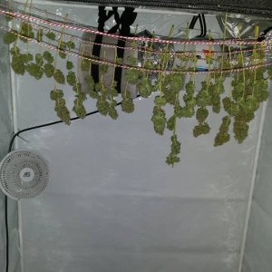 Buds hanging right after harvesting
