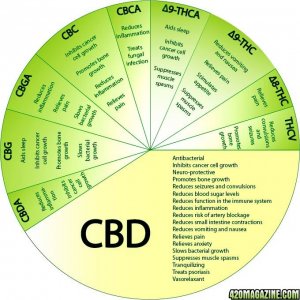 CBD Infographic