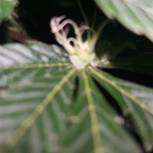 Bud growing in hand leaf