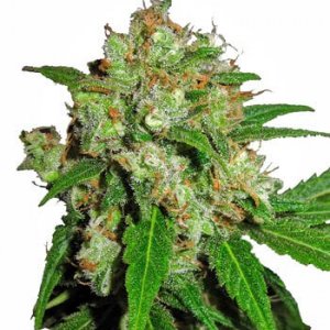 Medical Marijuana Card Sacramento | 420 Evaluations