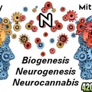 BioGenesis_-_Mitochondria