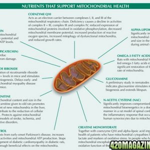 Mitochondrial_graphic1