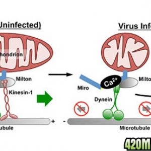 viruses-that-attack-the-nervous-system-may-thrive-by-disrupting-cell-functi