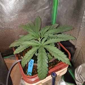 GDP grow reaches 4 week mark in veg, time to flip!