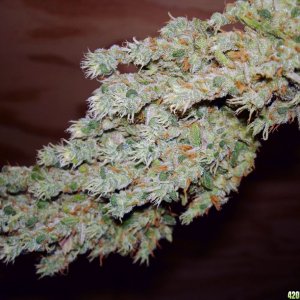 purp_cindy_harvested_buds