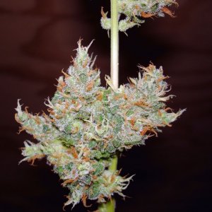 purp_cindy_harvested_buds2