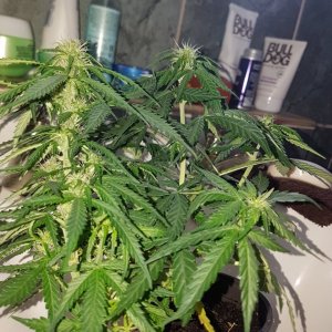 Dr kripplings chocolate auto