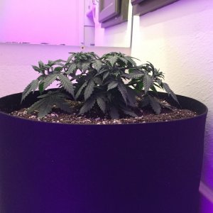 Plant #2 side veiw
