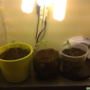 My first Indoor grow