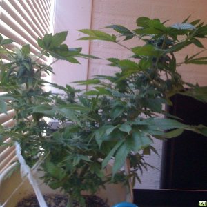 Little lst baby-plant with problems