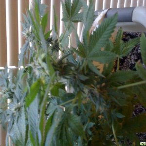 Little lst baby-plant with problems