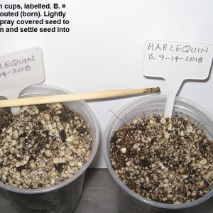 2 days old, planting in cups..jpg