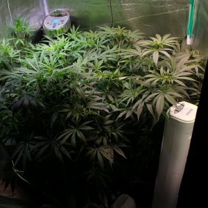 Both Plants age 8w6d from seed