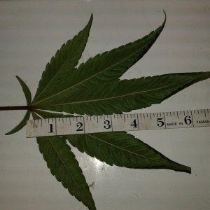 Whoberry Haze #1 leaf