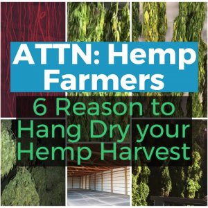 ATTENTION HEMP FARMERS: 6 Reasons to HANG DRY your hemp harvest this year