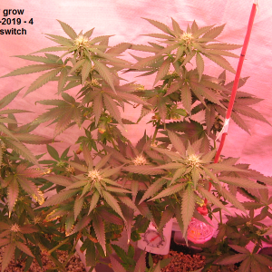 Autoberry grow lt..png