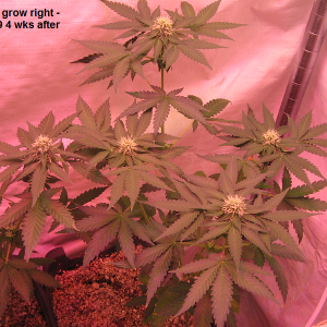 Autoberry grow Rt..png