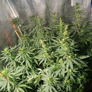 Icemud_Bangi Haze_F9_cannabis_seed_grow (5).jpg