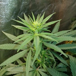 Icemud_Bangi Haze_F9_cannabis_seed_grow (8).jpg
