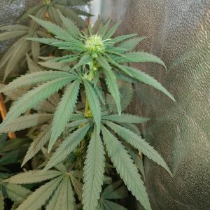 Icemud_Bangi Haze_F9_cannabis_seed_grow (9).jpg