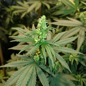 Icemud_Bangi Haze_F9_cannabis_seed_grow (10).jpg