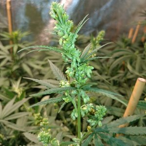Icemud_Bangi Haze_F9_cannabis_seed_grow (11).jpg