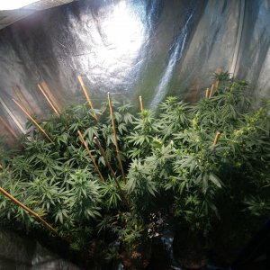 Icemud_Bangi Haze_F9_cannabis_seed_grow (14).jpg