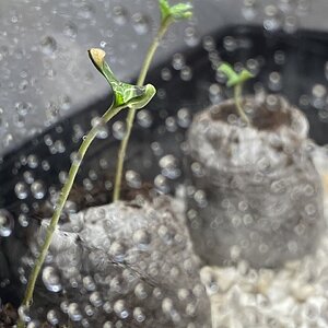 Seedlings recovered- black Cali grapes