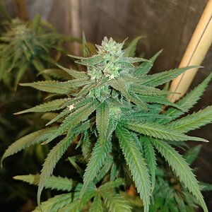 icemud_apollo 13_cannabis_seed_open pollen_grow (8).jpg