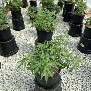 Greenhouse Grow