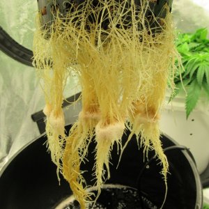 White Widow Roots