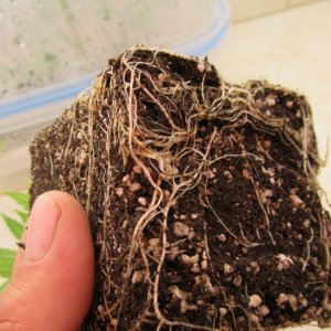 Roots At Transplant