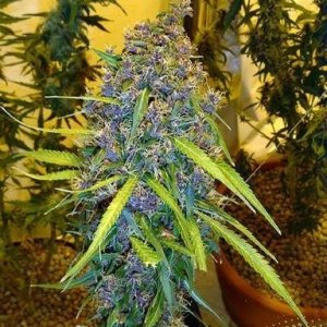 marijuana-57339