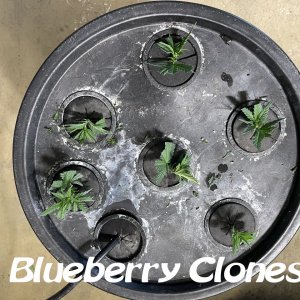 Blueberry clones.jpg