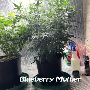 Blueberry mother.jpg