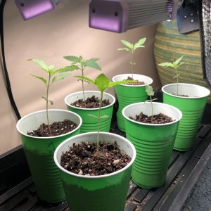 GSC seedlings-day 14