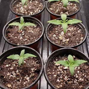 Seedlings: Day 15