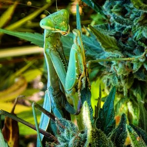 Mantis on Cannabis