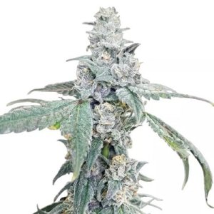Gush-Mintz-Feminized-Cannabis-Seeds.jpg