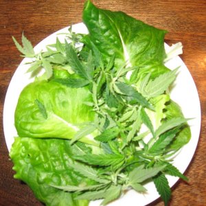 Salad W/ cannabis  IMG_4185.JPG