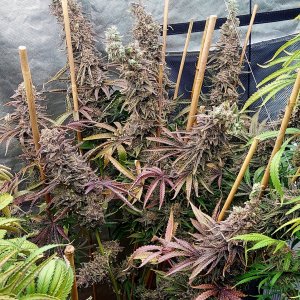 Gelato-K Grow Journal-Kannabia Seeds